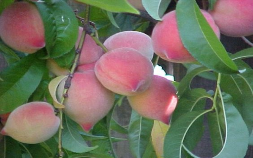 Peach wallpaper from Chrome web store to be run with OffiDocs Chromium online Peach wallpaper from Chrome web store to be run with OffiDocs Chromium online