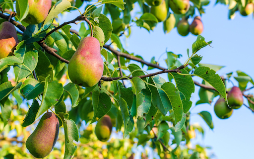 Pear from Chrome web store to be run with OffiDocs Chromium online Pear from Chrome web store to be run with OffiDocs Chromium online