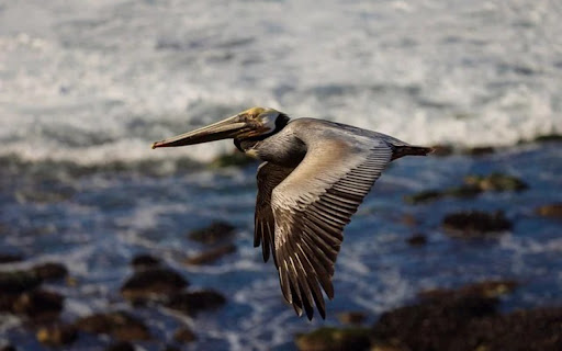 PELICAN Theme from Chrome web store to be run with OffiDocs Chromium online PELICAN Theme from Chrome web store to be run with OffiDocs Chromium online