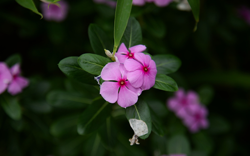 Periwinkle flowers are purple and pink from Chrome web store to be run with OffiDocs Chromium online Periwinkle flowers are purple and pink from Chrome web store to be run with OffiDocs Chromium online