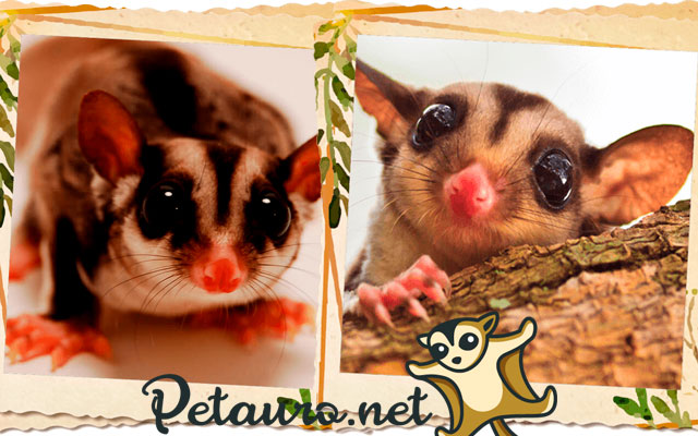 Petauro del Azucar from Chrome web store to be run with OffiDocs Chromium online Petauro del Azucar from Chrome web store to be run with OffiDocs Chromium online