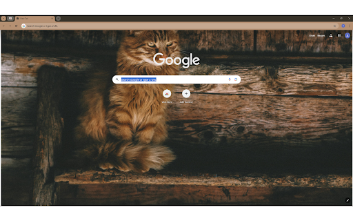 Photo of Brown Persian Cat on Ladder from Chrome web store to be run with OffiDocs Chromium online Photo of Brown Persian Cat on Ladder from Chrome web store to be run with OffiDocs Chromium online