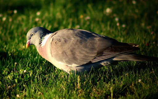 Pigeon on the Grass from Chrome web store to be run with OffiDocs Chromium online Pigeon on the Grass from Chrome web store to be run with OffiDocs Chromium online