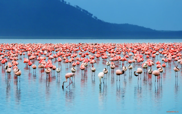 Pink Flamingos from Chrome web store to be run with OffiDocs Chromium online Pink Flamingos from Chrome web store to be run with OffiDocs Chromium online