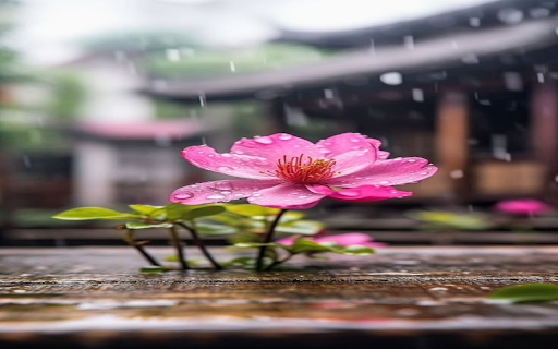 Pink flower in the rain wallpaper from Chrome web store to be run with OffiDocs Chromium online Pink flower in the rain wallpaper from Chrome web store to be run with OffiDocs Chromium online