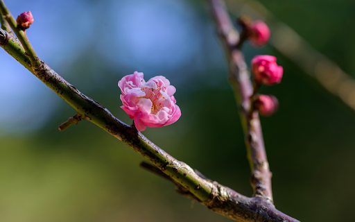Pink Peach Branch from Chrome web store to be run with OffiDocs Chromium online Pink Peach Branch from Chrome web store to be run with OffiDocs Chromium online