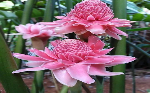 pink porcelain flower wallpaper from Chrome web store to be run with OffiDocs Chromium online pink porcelain flower wallpaper from Chrome web store to be run with OffiDocs Chromium online