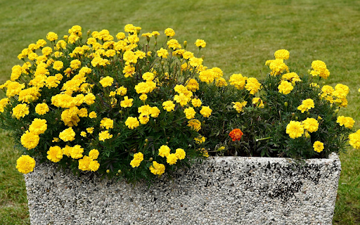 Pots of Yellow Marigolds from Chrome web store to be run with OffiDocs Chromium online Pots of Yellow Marigolds from Chrome web store to be run with OffiDocs Chromium online