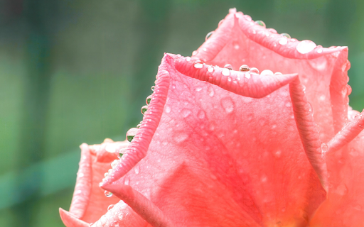 Pretty Rose Petals from Chrome web store to be run with OffiDocs Chromium online Pretty Rose Petals from Chrome web store to be run with OffiDocs Chromium online