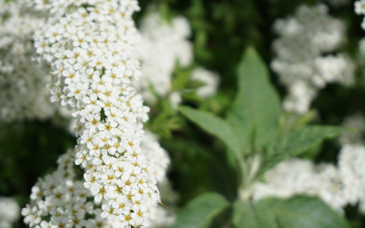 Pretty White Flower Branch from Chrome web store to be run with OffiDocs Chromium online Pretty White Flower Branch from Chrome web store to be run with OffiDocs Chromium online