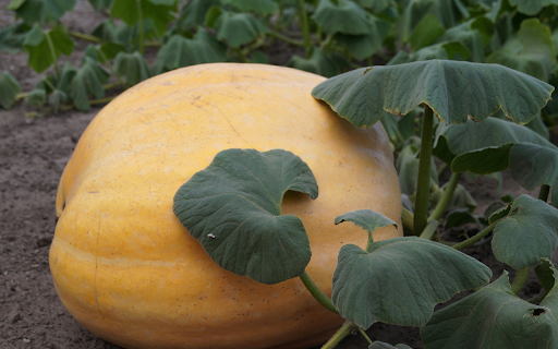 Pumpkin ripening on the tree from Chrome web store to be run with OffiDocs Chromium online Pumpkin ripening on the tree from Chrome web store to be run with OffiDocs Chromium online