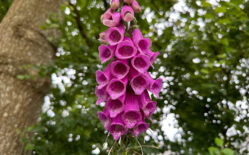 Purple Drooping Flower Branch from Chrome web store to be run with OffiDocs Chromium online Purple Drooping Flower Branch from Chrome web store to be run with OffiDocs Chromium online