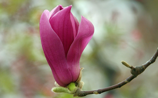 Purple Flower Branch from Chrome web store to be run with OffiDocs Chromium online Purple Flower Branch from Chrome web store to be run with OffiDocs Chromium online