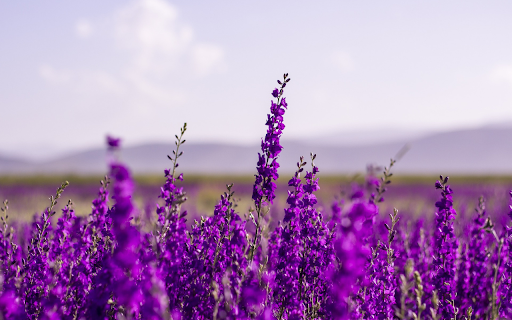 Purple flower garden from Chrome web store to be run with OffiDocs Chromium online Purple flower garden from Chrome web store to be run with OffiDocs Chromium online