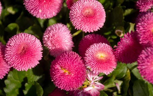 Purple Flowers with Many Petals from Chrome web store to be run with OffiDocs Chromium online Purple Flowers with Many Petals from Chrome web store to be run with OffiDocs Chromium online