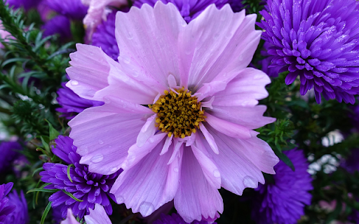Purple Flower Theme from Chrome web store to be run with OffiDocs Chromium online Purple Flower Theme from Chrome web store to be run with OffiDocs Chromium online