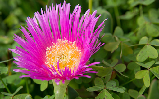 Purple flower with many petals from Chrome web store to be run with OffiDocs Chromium online Purple flower with many petals from Chrome web store to be run with OffiDocs Chromium online