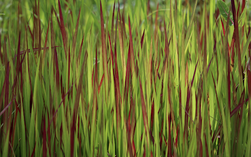Purple grass lawn from Chrome web store to be run with OffiDocs Chromium online Purple grass lawn from Chrome web store to be run with OffiDocs Chromium online
