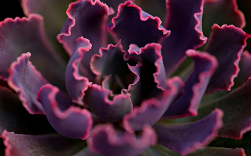 Purple leaf curly tree from Chrome web store to be run with OffiDocs Chromium online Purple leaf curly tree from Chrome web store to be run with OffiDocs Chromium online