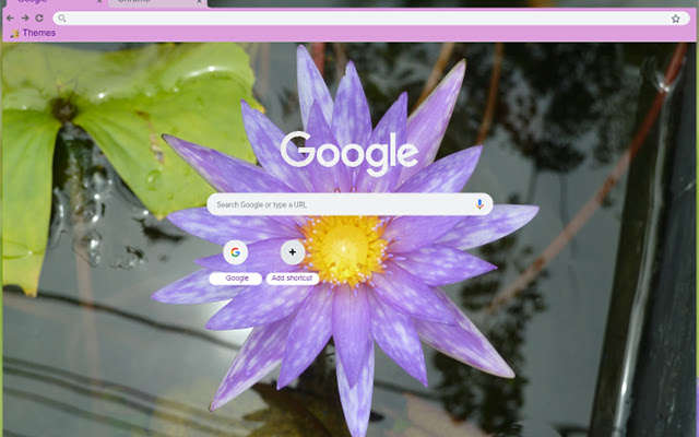 Purple Lotus Flower from Chrome web store to be run with OffiDocs Chromium online Purple Lotus Flower from Chrome web store to be run with OffiDocs Chromium online