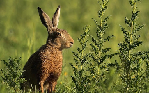 RABBIT 3 Theme from Chrome web store to be run with OffiDocs Chromium online RABBIT 3 Theme from Chrome web store to be run with OffiDocs Chromium online