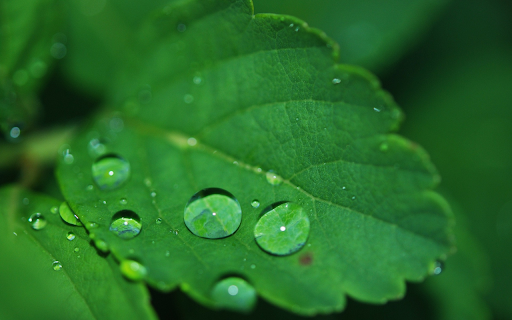 Raindrops on the leaves from Chrome web store to be run with OffiDocs Chromium online Raindrops on the leaves from Chrome web store to be run with OffiDocs Chromium online