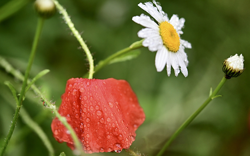 Red and white flowers from Chrome web store to be run with OffiDocs Chromium online Red and white flowers from Chrome web store to be run with OffiDocs Chromium online