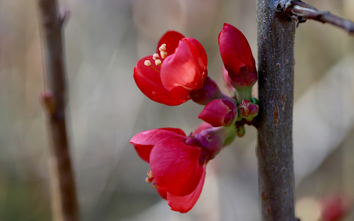 Red Flower Branch from Chrome web store to be run with OffiDocs Chromium online Red Flower Branch from Chrome web store to be run with OffiDocs Chromium online