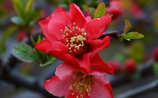 Red flower branch and young shoots from Chrome web store to be run with OffiDocs Chromium online Red flower branch and young shoots from Chrome web store to be run with OffiDocs Chromium online