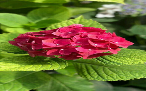 Red Hydrangea Wallpaper from Chrome web store to be run with OffiDocs Chromium online Red Hydrangea Wallpaper from Chrome web store to be run with OffiDocs Chromium online