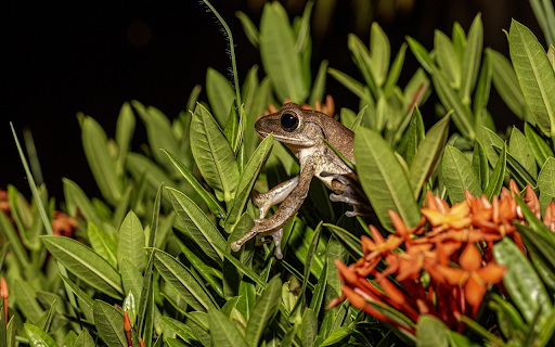 Red peonies and frogs from Chrome web store to be run with OffiDocs Chromium online Red peonies and frogs from Chrome web store to be run with OffiDocs Chromium online