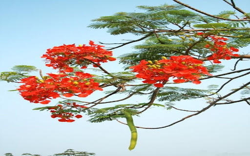 red phoenix flower wallpaper from Chrome web store to be run with OffiDocs Chromium online red phoenix flower wallpaper from Chrome web store to be run with OffiDocs Chromium online