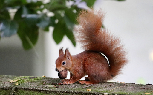 Red squirrel eats nuts from Chrome web store to be run with OffiDocs Chromium online Red squirrel eats nuts from Chrome web store to be run with OffiDocs Chromium online