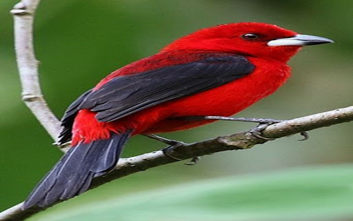 Red Tangara Bird Wallpaper from Chrome web store to be run with OffiDocs Chromium online Red Tangara Bird Wallpaper from Chrome web store to be run with OffiDocs Chromium online