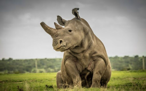 rhino wallpaper from Chrome web store to be run with OffiDocs Chromium online rhino wallpaper from Chrome web store to be run with OffiDocs Chromium online