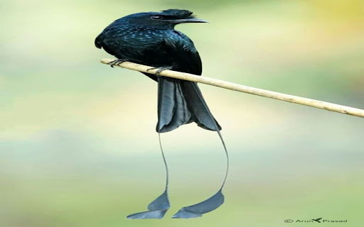 ribbon tailed bird of paradise wallpaper from Chrome web store to be run with OffiDocs Chromium online ribbon tailed bird of paradise wallpaper from Chrome web store to be run with OffiDocs Chromium online