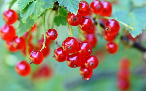 Ripe red fruit from Chrome web store to be run with OffiDocs Chromium online Ripe red fruit from Chrome web store to be run with OffiDocs Chromium online