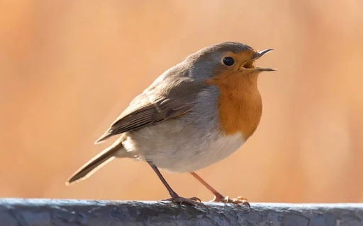 ROBIN Theme from Chrome web store to be run with OffiDocs Chromium online ROBIN Theme from Chrome web store to be run with OffiDocs Chromium online