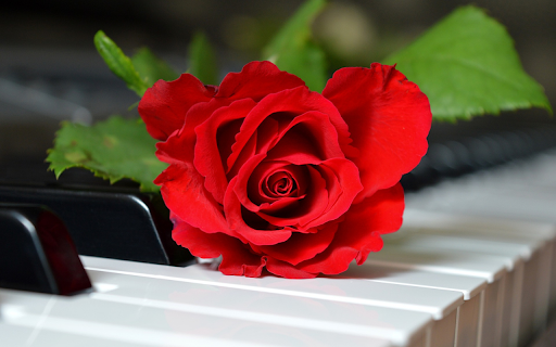 Roses on the keyboard from Chrome web store to be run with OffiDocs Chromium online Roses on the keyboard from Chrome web store to be run with OffiDocs Chromium online