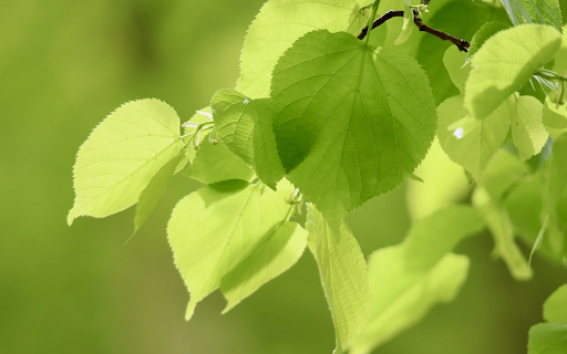 Shrubbery from Chrome web store to be run with OffiDocs Chromium online Shrubbery from Chrome web store to be run with OffiDocs Chromium online