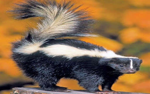 skunk wallpaper from Chrome web store to be run with OffiDocs Chromium online skunk wallpaper from Chrome web store to be run with OffiDocs Chromium online