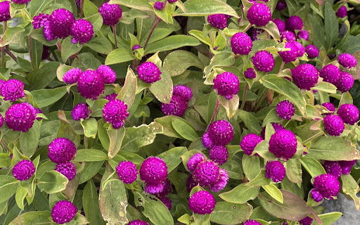 Small purple chrysanthemum from Chrome web store to be run with OffiDocs Chromium online Small purple chrysanthemum from Chrome web store to be run with OffiDocs Chromium online