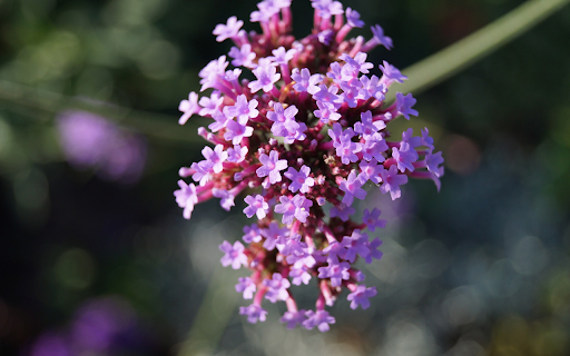 Small purple flower branch from Chrome web store to be run with OffiDocs Chromium online Small purple flower branch from Chrome web store to be run with OffiDocs Chromium online