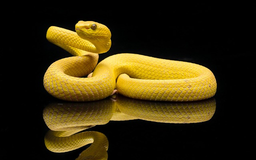 SNAKE Theme from Chrome web store to be run with OffiDocs Chromium online SNAKE Theme from Chrome web store to be run with OffiDocs Chromium online