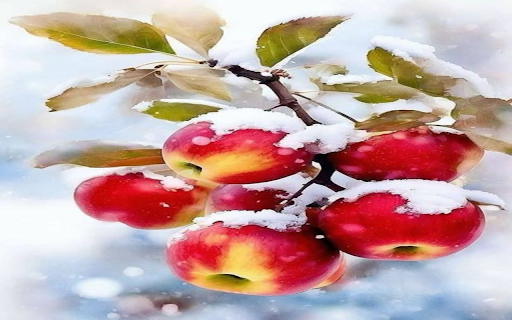 Snow covered apple branch wallpaper from Chrome web store to be run with OffiDocs Chromium online Snow covered apple branch wallpaper from Chrome web store to be run with OffiDocs Chromium online