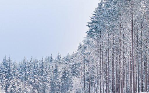 Snow falls in the woods from Chrome web store to be run with OffiDocs Chromium online Snow falls in the woods from Chrome web store to be run with OffiDocs Chromium online