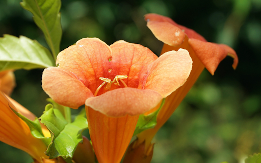 Speaker shaped flowers from Chrome web store to be run with OffiDocs Chromium online Speaker shaped flowers from Chrome web store to be run with OffiDocs Chromium online