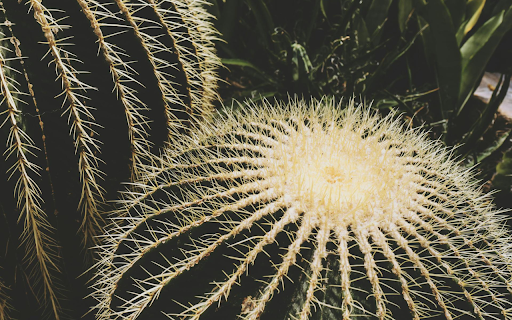 spherical cactus from Chrome web store to be run with OffiDocs Chromium online spherical cactus from Chrome web store to be run with OffiDocs Chromium online