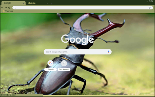 Stag Beetle from Chrome web store to be run with OffiDocs Chromium online Stag Beetle from Chrome web store to be run with OffiDocs Chromium online