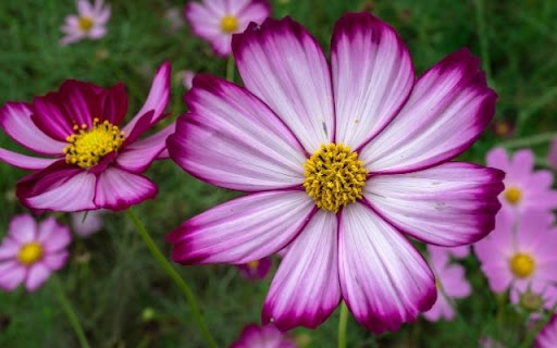 Striking Bicolor Cosmos Blooms from Chrome web store to be run with OffiDocs Chromium online Striking Bicolor Cosmos Blooms from Chrome web store to be run with OffiDocs Chromium online